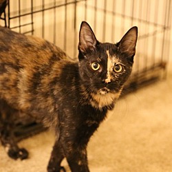 Thumbnail photo of Pebbles *FOSTER NEEDED* #3