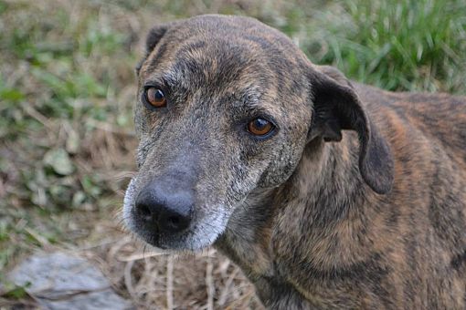 Goodlettsville TN Mountain Cur Greyhound. Meet Gwyn a Pet for