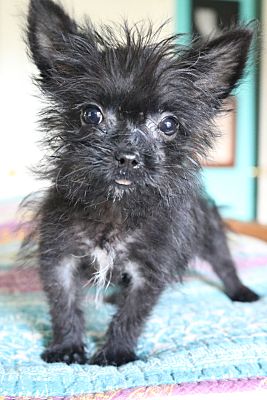 Schipperke discount yorkie mix