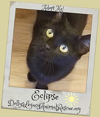 Lincoln Ne Bombay Meet Eclipse A Pet For Adoption