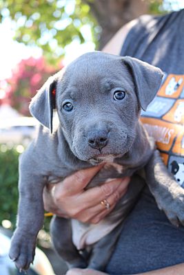 adopt a pet com