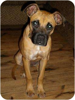 humble tx black mouth cur meet cricket a pet for adoption humble tx black mouth cur meet