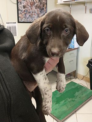 Middletown, NY - Spaniel (Unknown Type). Meet Dr. Yang a Pet for ...