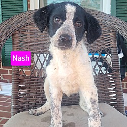 Thumbnail photo of Nash #2