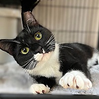 adopt a pet