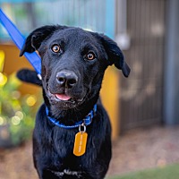 adopt a pet