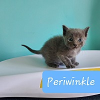 adopt-pet