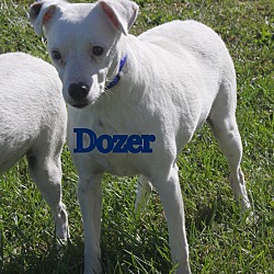 Thumbnail photo of Dozer in Callao, MO #1