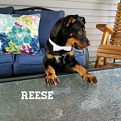 Thumbnail photo of Reese #2