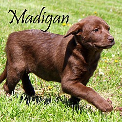Thumbnail photo of Madigan~adopted! #1
