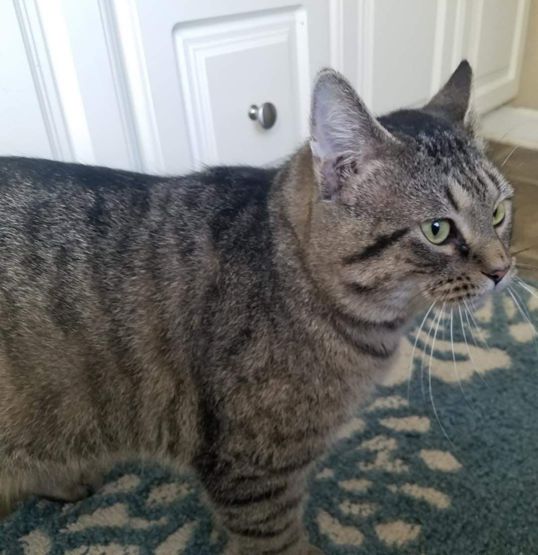 Adopt Fettuccine A Gray, Blue Or Silver Tabby Maine Coon (medium Coat