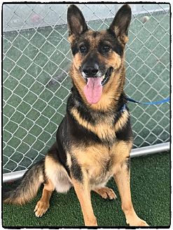 bully stick in crate