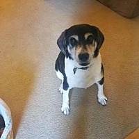 healing hearts animal rescue group