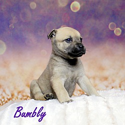 Thumbnail photo of Bumbly~adopted! #3