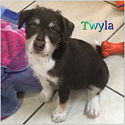 Thumbnail photo of Twyla #1