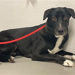 Photo of Tony (abandoned on Christmas)