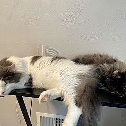 Photo of Oliver