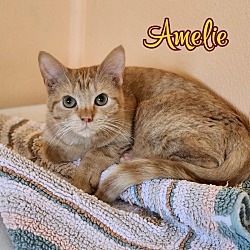 Thumbnail photo of Amelie #3