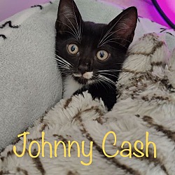 Thumbnail photo of Johnny Cash #1