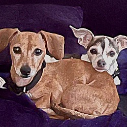 bonded pet photo