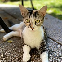 adopt a pet