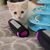 adopt a pet