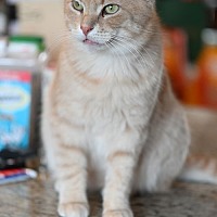 adopt-pet