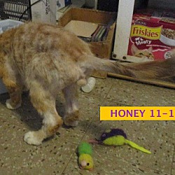 Thumbnail photo of Honey Boy-adopted 12-22-18 #3