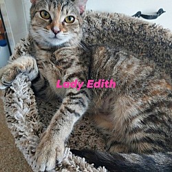 Thumbnail photo of Lady Edith #1