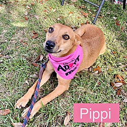 Thumbnail photo of PIPPI #4