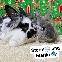 Thumbnail photo of Storm and Marlin #1
