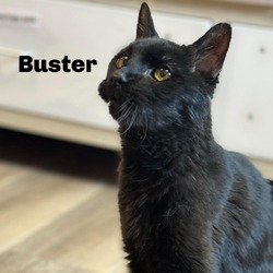 Photo of Buster 240001