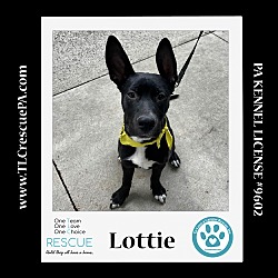 Thumbnail photo of Lottie (Outlander Pups)  020324 #2