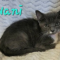 Thumbnail photo of Nani #2