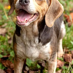 Thumbnail photo of DIXIE IS PERFECT BEAGLE #1