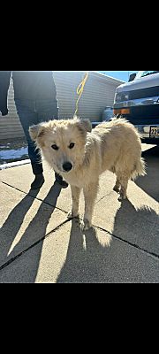 Stony Creek, VA - Great Pyrenees/Shepherd (Unknown Type). Meet Reina a ...