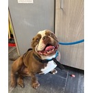 Adopt A Pet :: Hippo - Jackson, MI