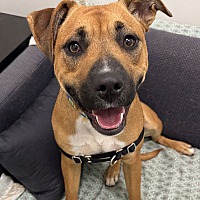 adopt a pet