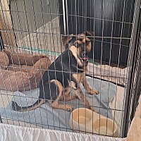 adopt-pet