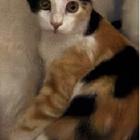 adopt-pet