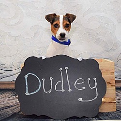 Thumbnail photo of Dudley #3