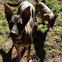 charlie's little dog house