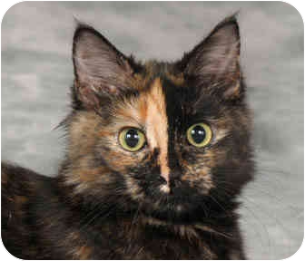 tortoiseshell bobtail cat