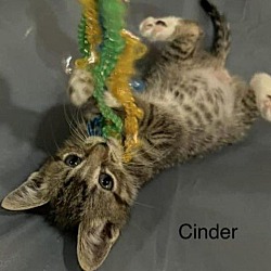Photo of Cinder