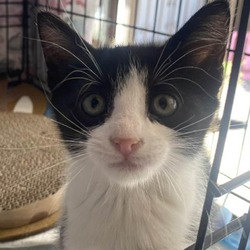 Photo of Lacey (Bunny)