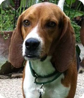 Houston, TX - Treeing Walker Coonhound. Meet Hardy - handsome coonhound ...