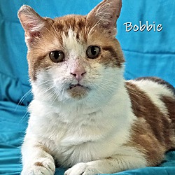 Thumbnail photo of Bobbie #4