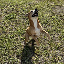 Thumbnail photo of Dingo #2