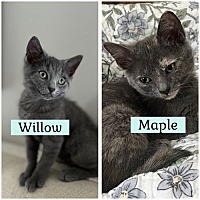 adopt-pet