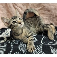 adopt-pet